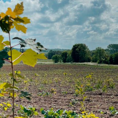 EcoTree om fremtidens tømmer